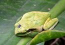 the Wildlife of Costa Rica