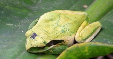 the Wildlife of Costa Rica