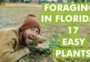 Foraging in Florida: Easy Edible Plants for Beginner Foragers