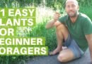 11 Easy Edible Plants for Beginner Foragers- Eating Wild Food