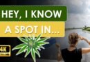 Cannabis in the Netherlands | 420 Travel Guides | 4K UHD