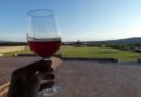 Mexico Wineries in Guanajuato State That Are Winning Awards