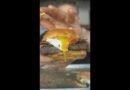 MASSIVE BBQ SANDWICH CHALLENGE vs Little Man In Texas #Shorts #foodchallenge #buffet #texas #foodie