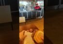 Florida Mall getting a Shake Shack burger come along with me l Vlogs Calvo