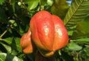 Cuisine of Jamaica | Wikipedia audio article