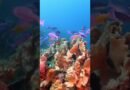 Luxury travel | Most beautiful places in the world | Exclusive vacations #shorts