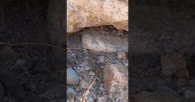 Italy’s most beautiful hike?  | Cammino Minerario di Santa Barbara CMSB | Backpacking | Sardinia